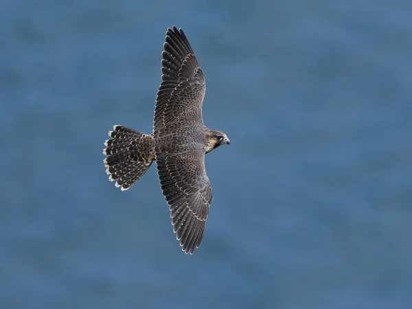 Peregrinfalk Falco Peregrinus Sin Naturliga Miljö Danmark — Stockfoto