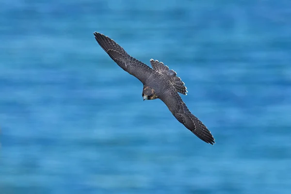 Peregrine Falcon Falco Peregrinus Danimarka Daki Doğal Ortamında — Stok fotoğraf