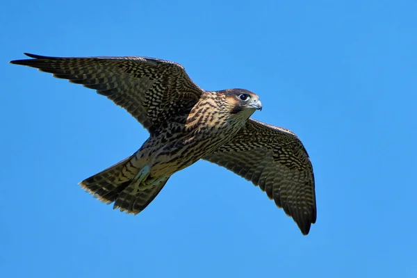 Peregrine Falcon Falco Peregrinus Danimarka Daki Doğal Ortamında — Stok fotoğraf