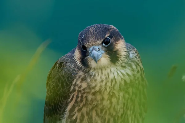 幼鱼猎鹰 Falco Peregrinus 在自然环境中的生存 — 图库照片