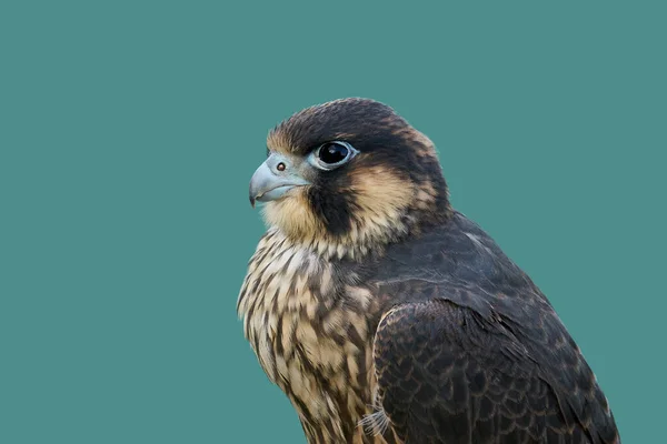 Falcão Peregrino Juvenil Falco Peregrinus Seu Ambiente Natural — Fotografia de Stock
