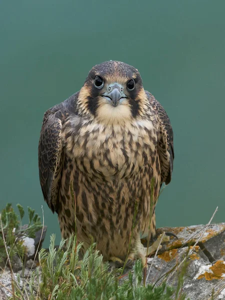 Peregrijnvalk Falco Peregrinus Zijn Natuurlijke Omgeving Denemarken — Stockfoto