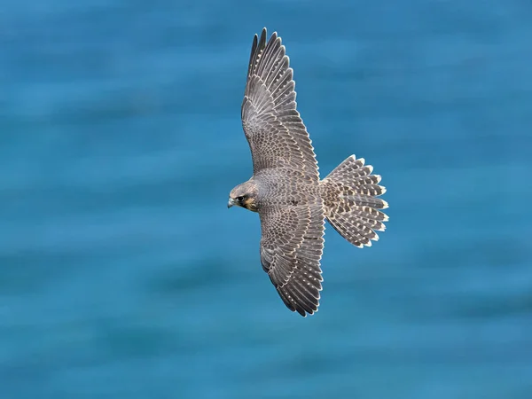 Falco Pellegrino Falco Peregrinus Nel Suo Ambiente Naturale Danimarca — Foto Stock