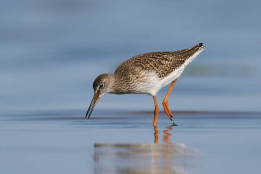 Doğal ortamında yaygın olarak kullanılan kırmızı bant.