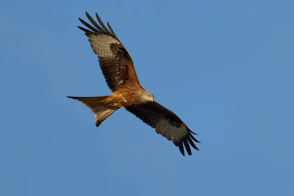 Rotmilan Milvus Milvus Flug Mit Blauem Himmel Hintergrund — Stockfoto