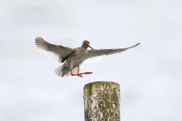 Gambo Rosso Comune Tringa Totanus Nel Suo Ambiente Naturale — Foto Stock