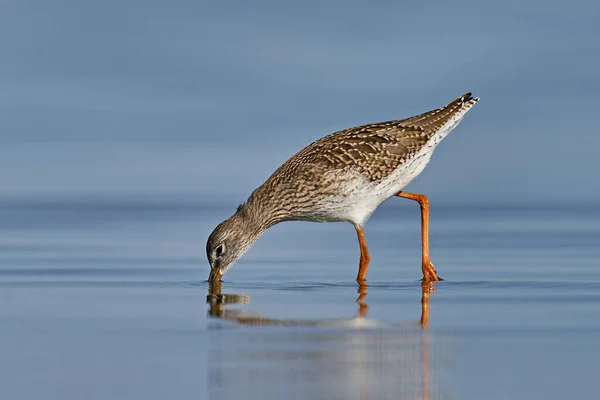 Raifort Commun Dans Son Environnement Naturel — Photo