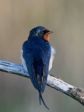 Danimarka 'daki habitatında ahır kırlangıcı
