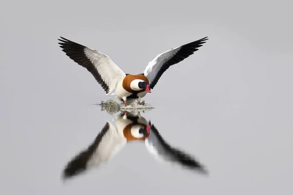 Chabot Commun Tadorna Tadorna Dans Son Environnement Naturel Danemark — Photo