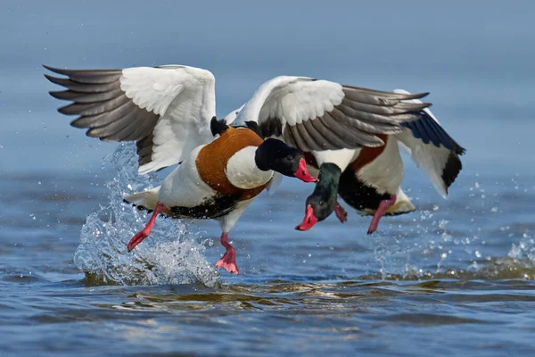 Common Shelduck Tadorna Tadorna Its Natural Enviroment — Stock Photo, Image