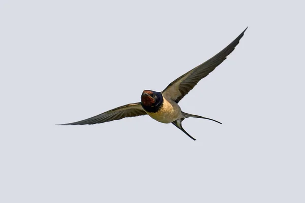 Barn Swallow Hirundo Rustica Its Natural Enviroment — Stock Photo, Image