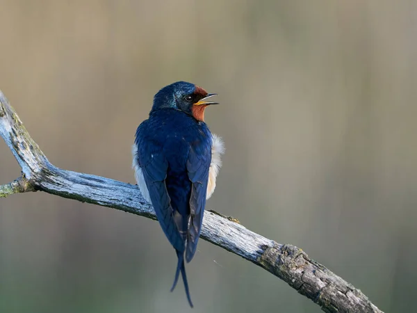 Deglutizione Fienile Nel Suo Habitat Danimarca — Foto Stock