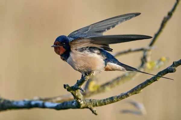 Schuurzwaluw Zijn Habitat Denemarken — Stockfoto