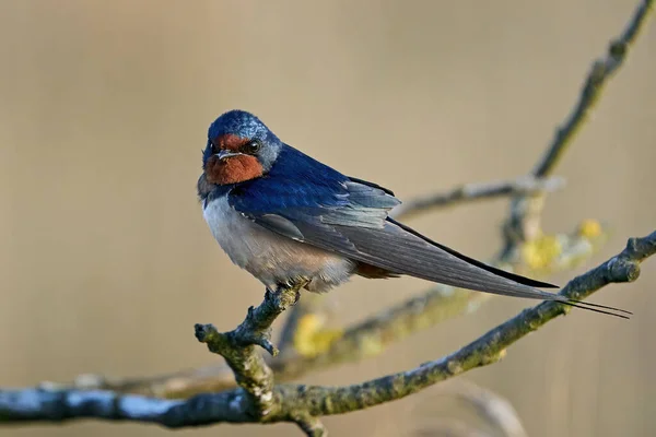 Deglutizione Fienile Nel Suo Habitat Danimarca — Foto Stock