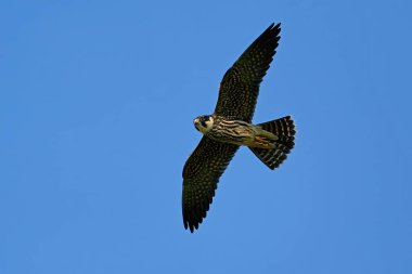 Avrasya hobisi Danimarka 'daki doğal ortamında uçuyor