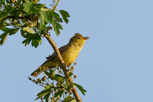 Warbler Iicterino Hippolais Icterina Seu Ambiente Natural Dinamarca — Fotografia de Stock