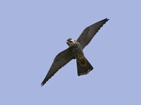 Eurasian Hobby Falco Subbuteo Its Natural Enviroment — Stock Photo, Image