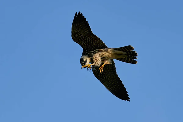 Eurazjatyckie Hobby Locie Naturalnym Środowisku Danii — Zdjęcie stockowe