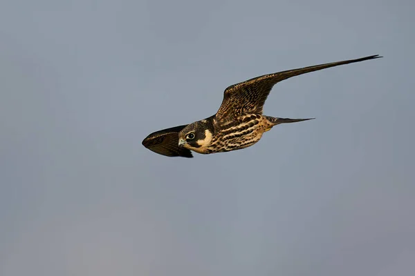 Euraziatische Hobby Tijdens Vlucht Zijn Natuurlijke Omgeving Denemarken — Stockfoto