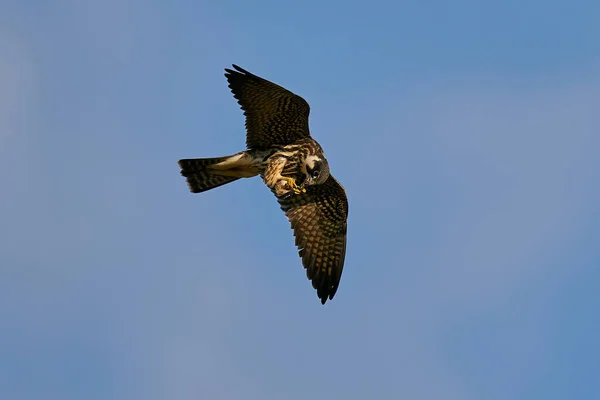 Euraziatische Hobby Tijdens Vlucht Zijn Natuurlijke Omgeving Denemarken — Stockfoto