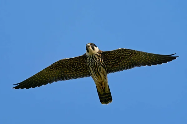 Eurasisches Hobby Flug Seiner Natürlichen Umgebung Dänemark — Stockfoto