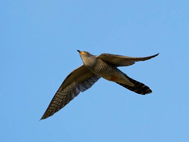 Doğal ortamında uçmakta olan yaygın guguk kuşu.