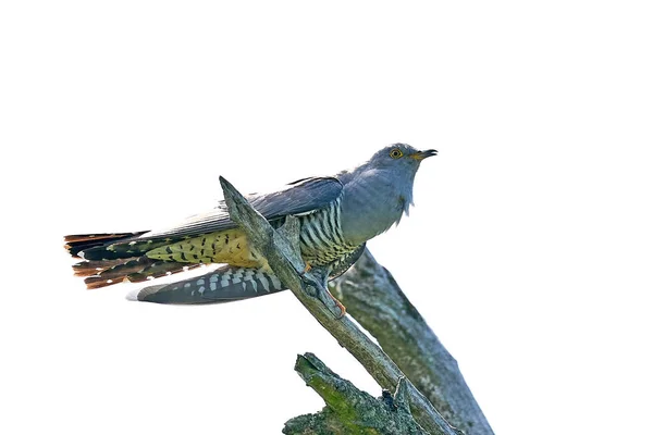 Doğal Ortamında Yaygın Guguk Kuşu — Stok fotoğraf