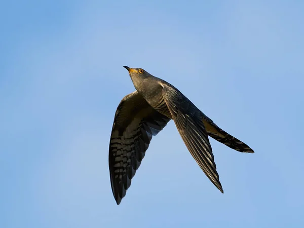 Common Cuckoo Flight Its Natural Enviroment — Stock Photo, Image