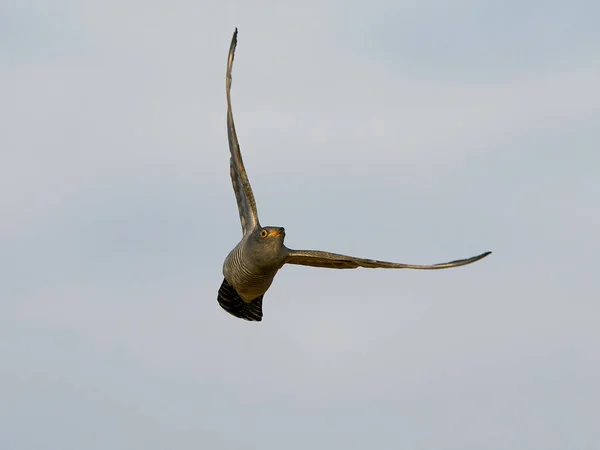 Common Cuckoo Flight Its Natural Enviroment — Stock Photo, Image