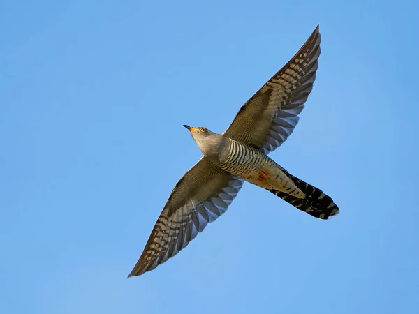 Common Cuckoo Flight Its Natural Enviroment — Stock Photo, Image