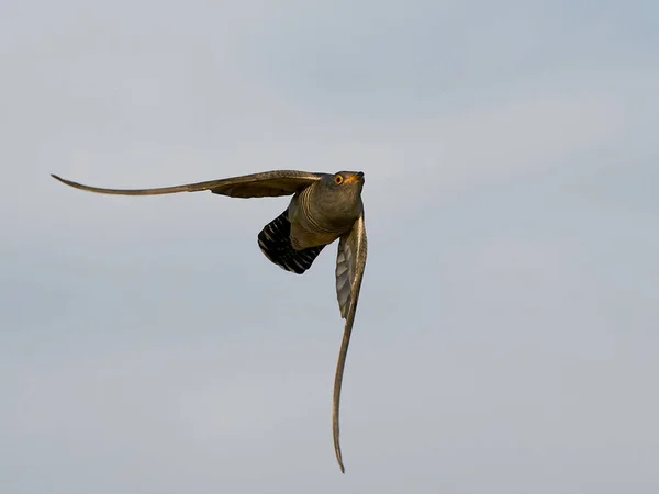 Vanlig Gök Flygning Sin Naturliga Miljö — Stockfoto