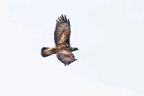Golden Eagle Aquila Chrysaetos Its Natural Enviroment — Stock Photo, Image
