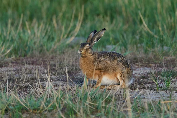 Lièvre Européen Dans Son Environnement Naturel Danemark — Photo