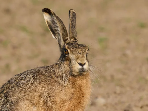 Zając Europejski Lepus Europaeus Swoim Naturalnym Środowisku — Zdjęcie stockowe