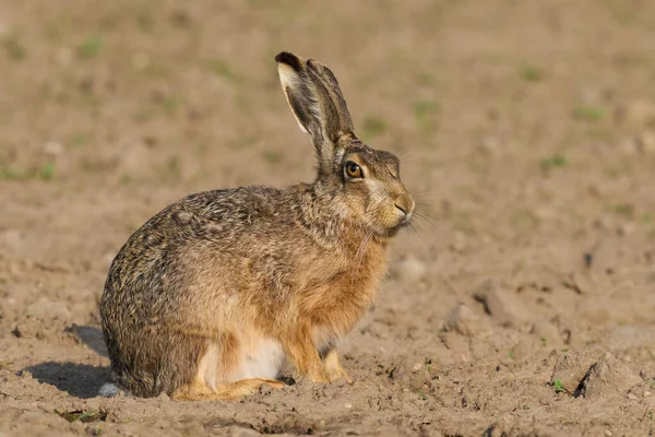 Zając Europejski Lepus Europaeus Swoim Naturalnym Środowisku — Zdjęcie stockowe