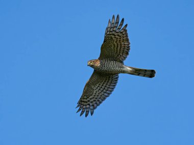 Avrasya atmacası arka planda mavi gökyüzü ile uçuyor