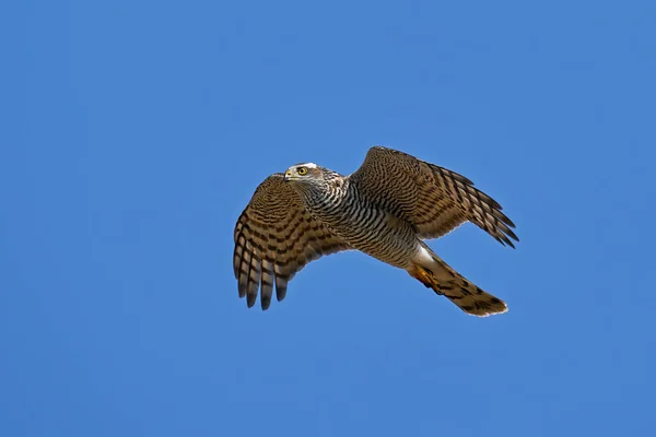 Épervier Eurasien Vol Avec Ciel Bleu Arrière Plan — Photo