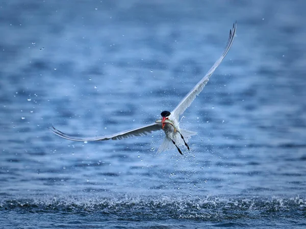 Caspian Tern Its Natural Enviroment Denmark — Stock Photo, Image