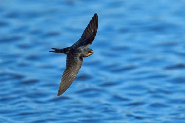 Ahır kırlangıcı (Hirundo rustica) doğal ortamında