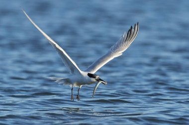 Sandviç kabuğu Danimarka 'daki doğal ortamında.