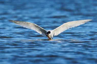 Danimarka 'daki doğal ortamında sandviç kabuğu.