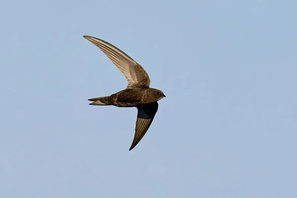 Mauersegler Apus Apus Seiner Natürlichen Umgebung — Stockfoto