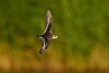 Kırmızı boyunlu falarope (Phalaropus lobatus) doğal ortamında