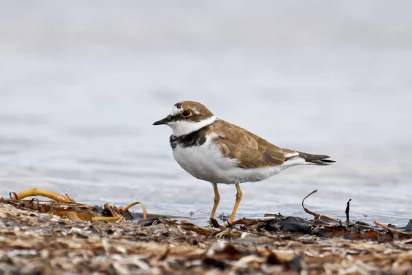 Jeugdige Kleine Geringde Plevier Zijn Natuurlijke Omgeving — Stockfoto