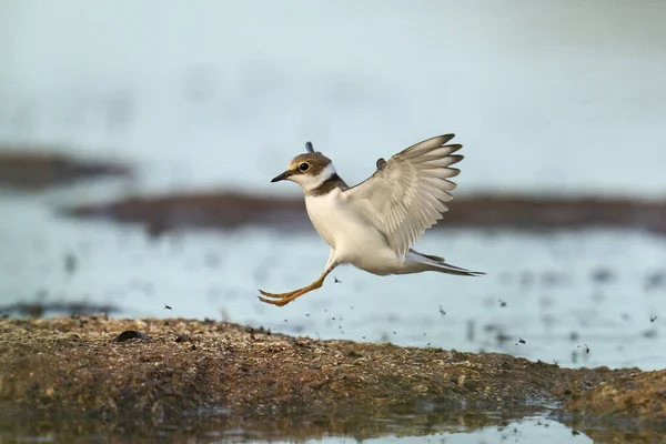 Little Ringed Plover Charadrius Dubius Its Natural Enviroment — Stock Photo, Image