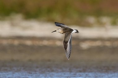 Uçuşta Curlew Sandpiper (Calidris ferruginea)