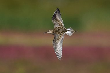 Ruff (Calidris pugnax) Danimarka 'daki doğal ortamında