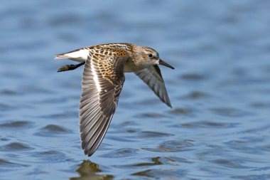 Dunlin (Calidris alpina) doğal ortamında