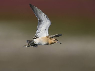Ruff (Calidris pugnax) Danimarka 'daki doğal ortamında