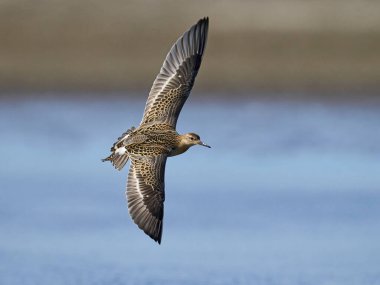Ruff (Calidris pugnax) Danimarka 'daki doğal ortamında